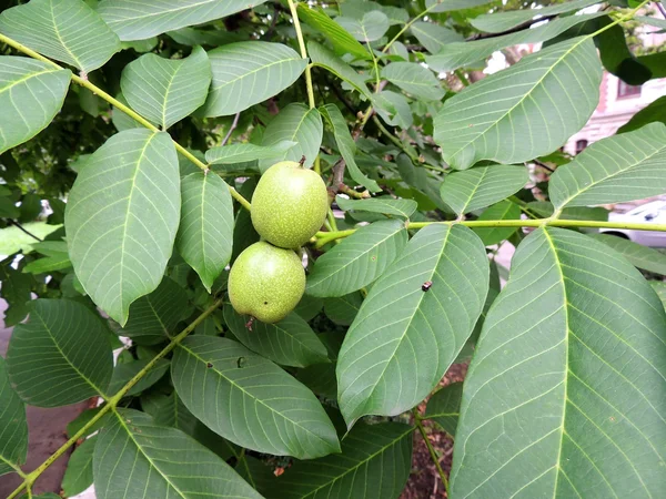 Незрілі плоди горіха (Juglans regia) на гілці — стокове фото