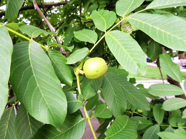 Незрілі плоди горіха (Juglans regia) на гілці — стокове фото