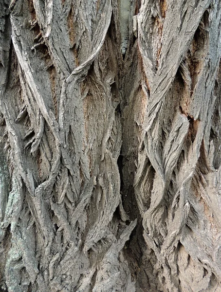 La corteccia su falsa acacia (Robinia pseudoacacia ) — Foto Stock