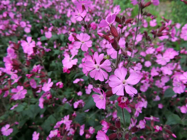 Roter Campion Oder Rote Fliege lizenzfreie Stockfotos