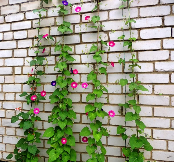 Morning Glory (Farbitis) purple (Pharbitis purpurea, Ipomea purpurea) on a background of a wall — Stock Photo, Image