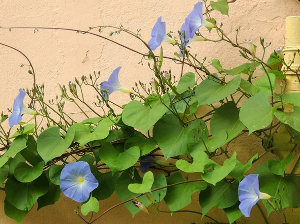 壁の背景に朝顔 （farbitis） 紫 （アサガオ茎・葉のみ、ipomea 茎・葉のみ） — ストック写真