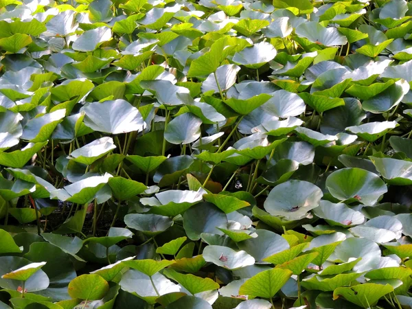 Thickets of lotus (Nelumbo) — Stock Photo, Image