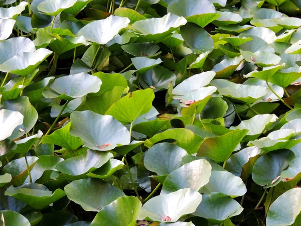 Thickets of lotus (Nelumbo) — Stock Photo, Image