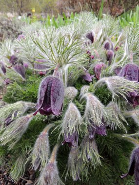 Pulsatilla