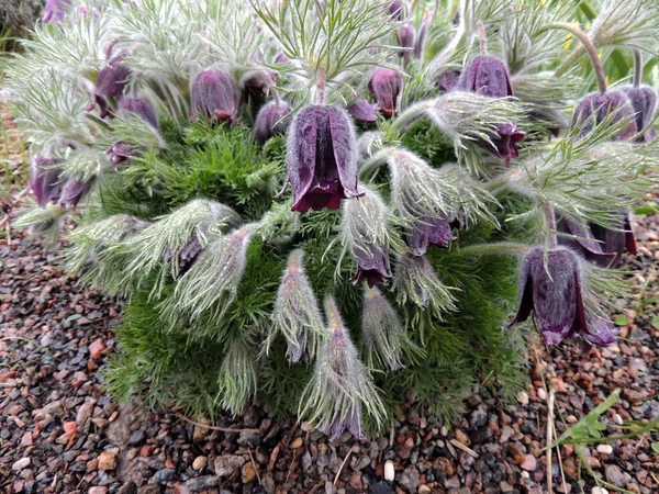 Pulsatilla — Stockfoto