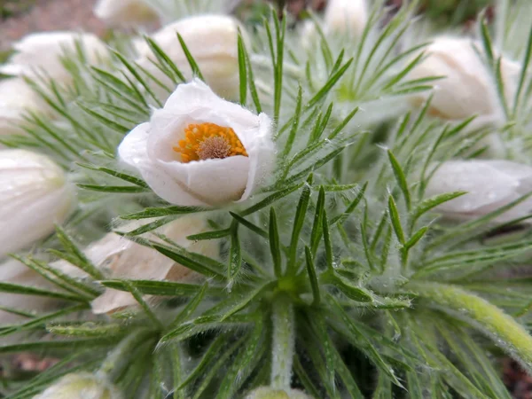 Pulsatilla — Stok fotoğraf