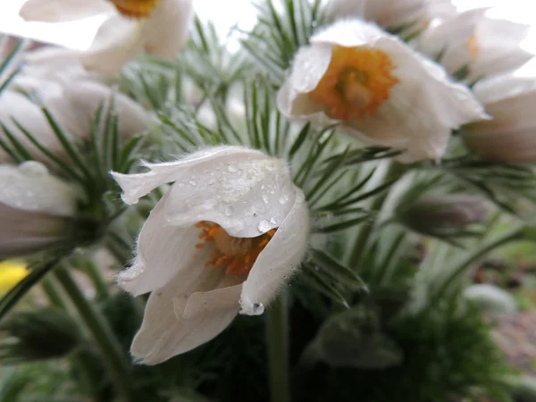 Pulsatilla — Stock Photo, Image