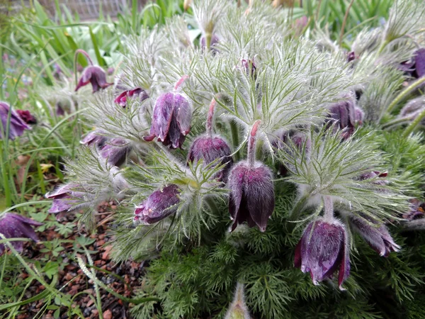 Pulsatilla — Stock Photo, Image