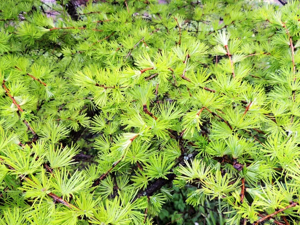 Junge Nadeln aus Lärche (larix)) — Stockfoto