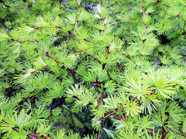 Jeunes aiguilles de mélèze (Larix ) — Photo