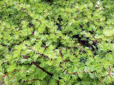 Genç Karaçam (Larix iğnelerden)