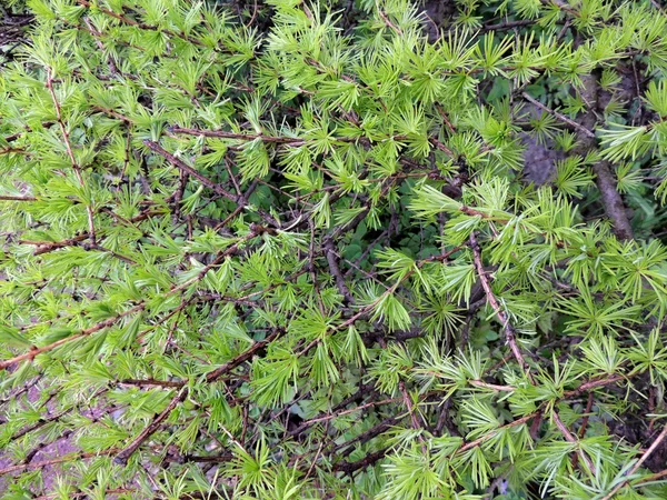 Junge Nadeln aus Lärche (larix)) — Stockfoto