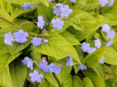 Brunnera mavi çiçekler