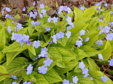 The blue flowers of Brunnera clipart