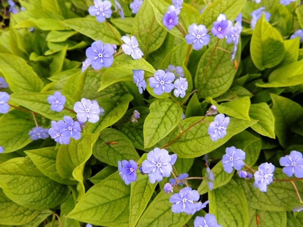 Brunnera mavi çiçekler — Stok fotoğraf