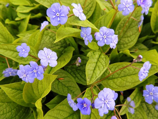 Brunnera mavi çiçekler — Stok fotoğraf