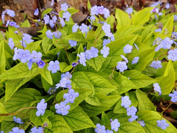 A kék virágok Brunnera — Stock Fotó