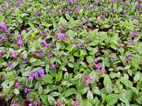 Pulmonaria obscura — Stock fotografie