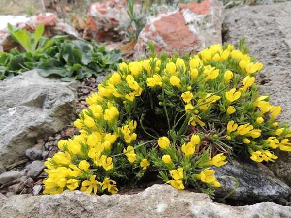 Draba'nın veya irmik — Stok fotoğraf