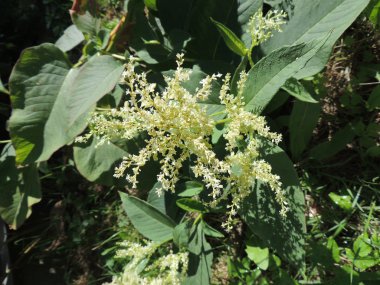 Polimorfik knotweed (Polygonum polymorphum çiçek)