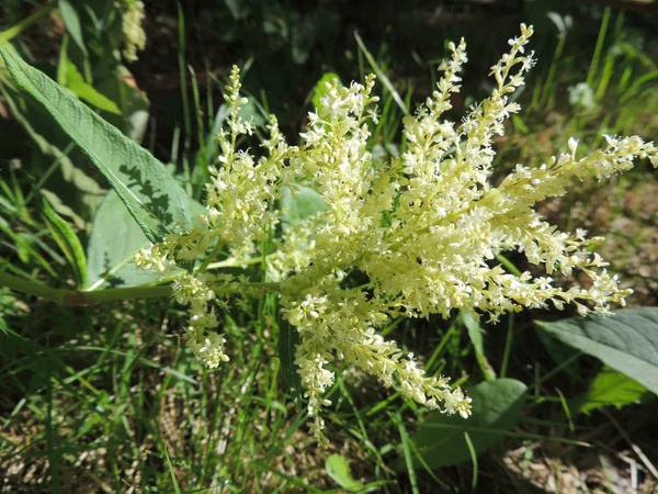 Blooming polymorphic knotweed (Polygonum polymorphum) — Stock Photo, Image