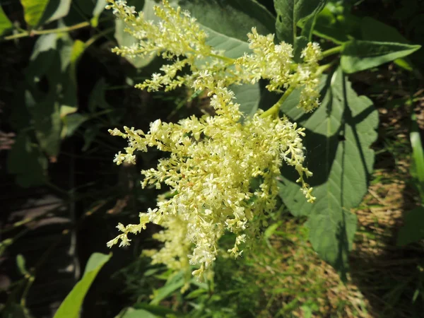 Цвітіння поліморфних вузлових бур'янів ( Полігоній поліморфний ) — стокове фото