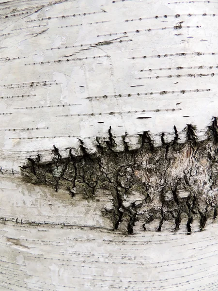Bark of birch,  species of Karelian, Betula pendula var. Carelica — Stock Photo, Image