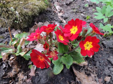 Çiçekli çuha çiçeği (Primula), Aile Primulaceae