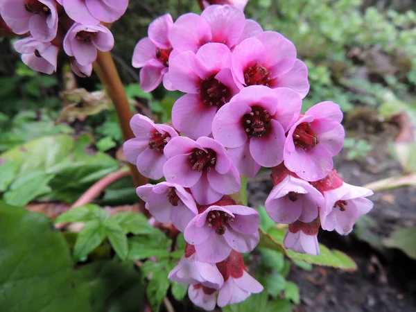 Famille Badan, et Bergen (Bergenia) saxifrage — Photo