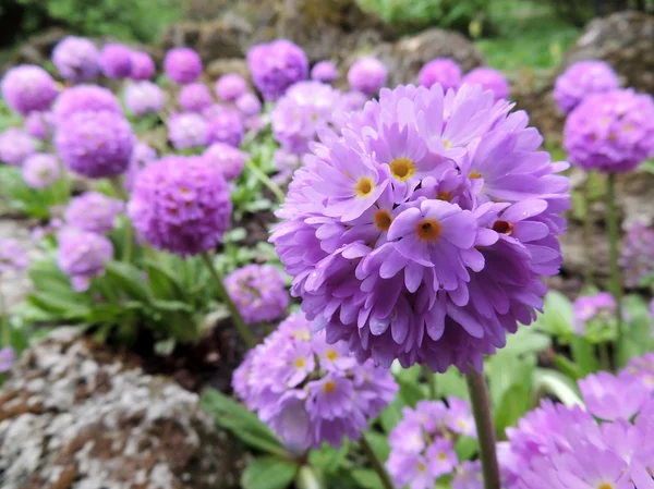 Цветочные серуляты Primrose (Primula denticulata), семейство Primulaceae — стоковое фото