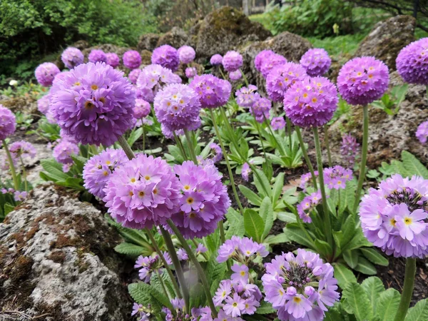 Flor serrulato prímula (Primula denticulata), família Primulaceae — Fotografia de Stock