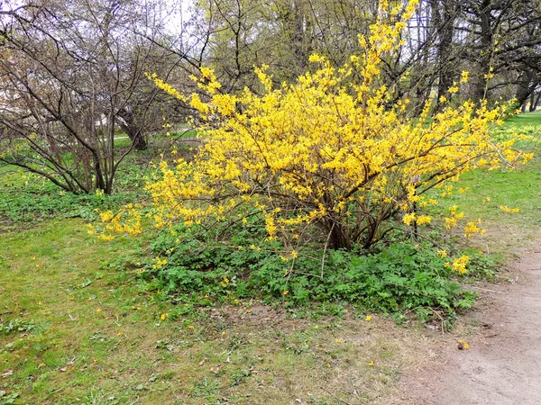 Forsítia florescente (Forsítia ) — Fotografia de Stock