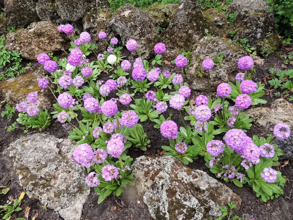 Flower serrulate primrose (Primula denticulata), family Primulaceae — Stock Photo, Image