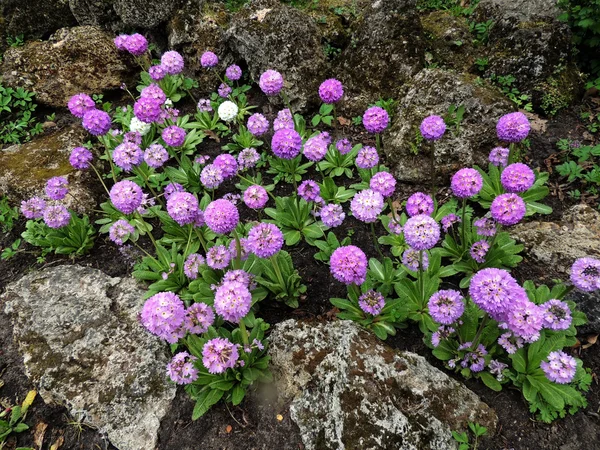 Çiçek serrulate çuha çiçeği (Primula denticulata), Aile Primulaceae — Stok fotoğraf