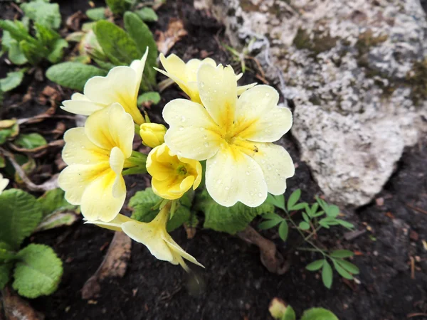 Flowering primrose (Primula), family Primulaceae — Stock Photo, Image