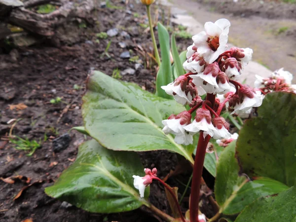 Badan, y la familia Bergen (Bergenia) saxifrage —  Fotos de Stock