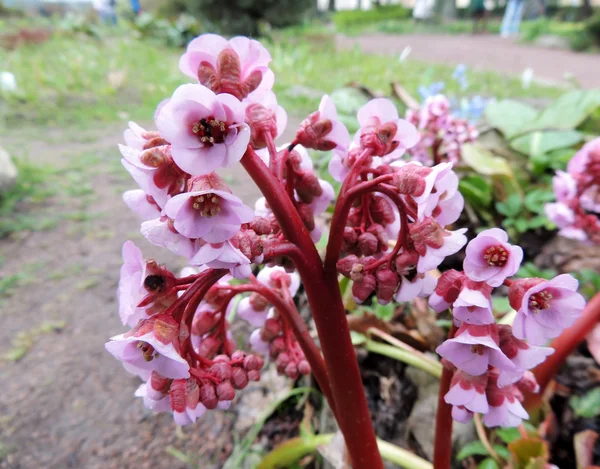 Badan ve Bergen (Bergenia) aile saxifrage — Stok fotoğraf