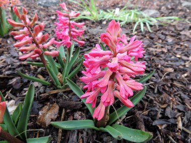 Çiçek açan sümbül Doğu (Hyacinthus orientalis), sümbül