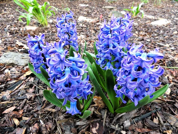Hyacinthe en fleurs est (Hyacinthus orientalis), Hyacinthe — Photo
