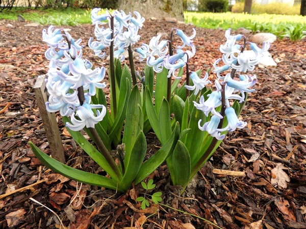 Çiçek açan sümbül Doğu (Hyacinthus orientalis), sümbül — Stok fotoğraf