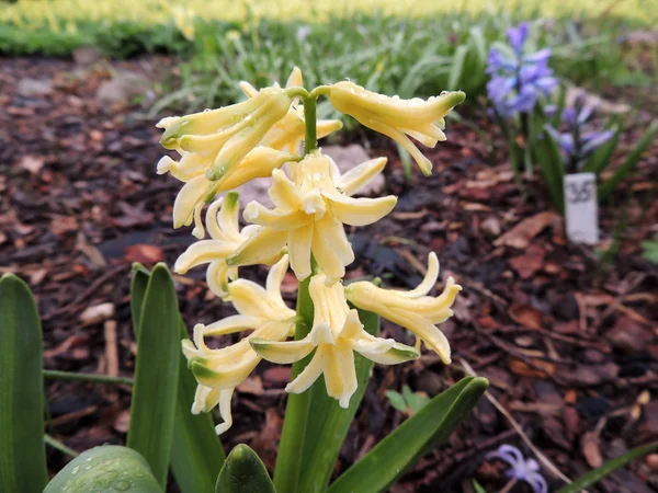 Çiçek açan sümbül Doğu (Hyacinthus orientalis), sümbül — Stok fotoğraf