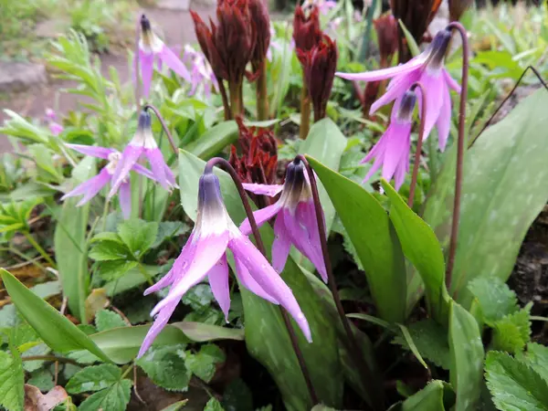 Eritronio (Erythronium sibiricum), familia de los lirios —  Fotos de Stock