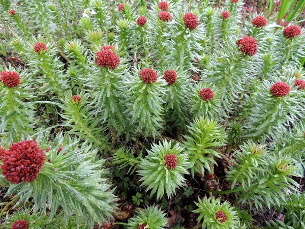 Rhodiola linearifolia, famiglia Crassulaceae — Foto Stock