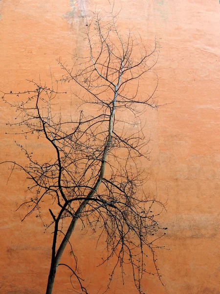 Δέντρο με ξύπνημα μπουμπούκια στον τοίχο φόντο — Φωτογραφία Αρχείου