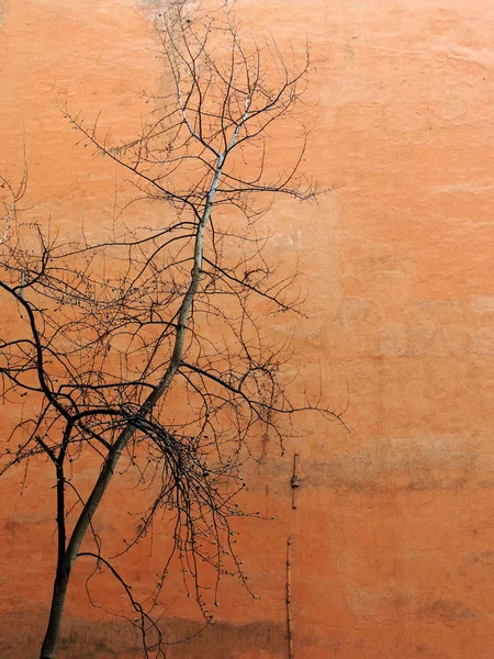 Baum mit erwachenden Knospen auf der Hintergrundwand — Stockfoto