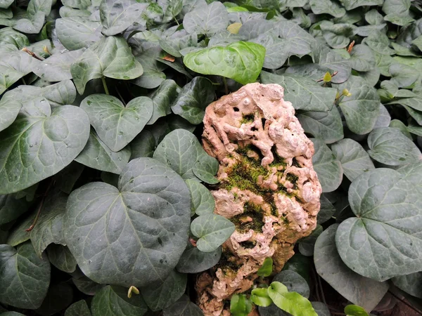 Taihu камінь Буш Кирказон або aristolohiya (Aristolochia), Сімейні Aristolochiaceae — стокове фото