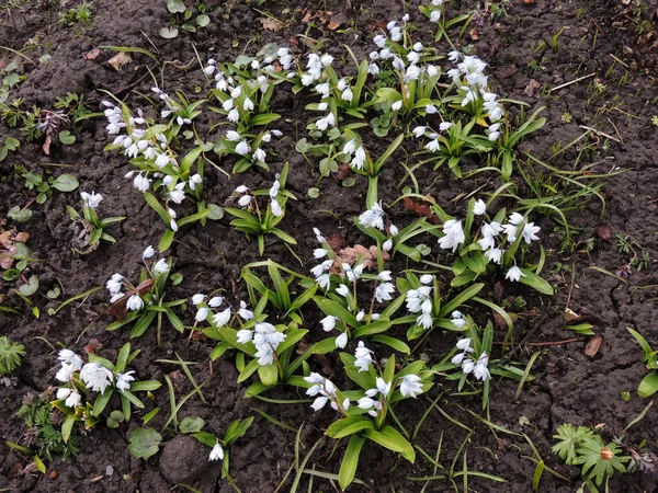 Puschkinia hyacinthoides, семейство Hyacinth — стоковое фото