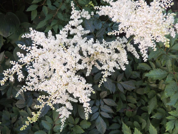 Fehér apikális virágzat Astilbe, családi saxifrage — Stock Fotó