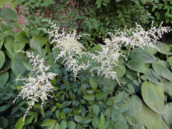 Inflorescência apical branca Astilbe, saxifragem familiar — Fotografia de Stock